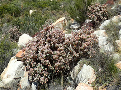 Crassula arborescens arborescens