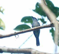 Cyornis unicolor