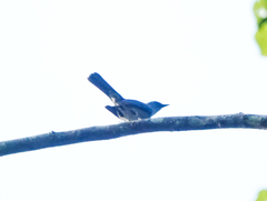 Cyornis unicolor