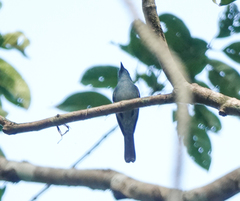 Cyornis unicolor