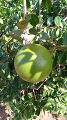 Strychnos spinosa spinosa