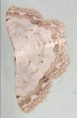 Scopula propinquaria