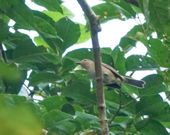 Cyornis unicolor