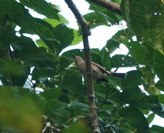 Cyornis unicolor