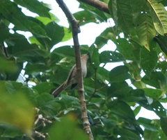 Cyornis unicolor