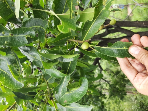 Image of Buchanania Axillaris (Buchanania axillaris) by no rights reserved
