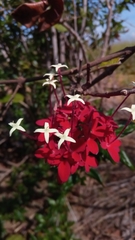 Carphalea