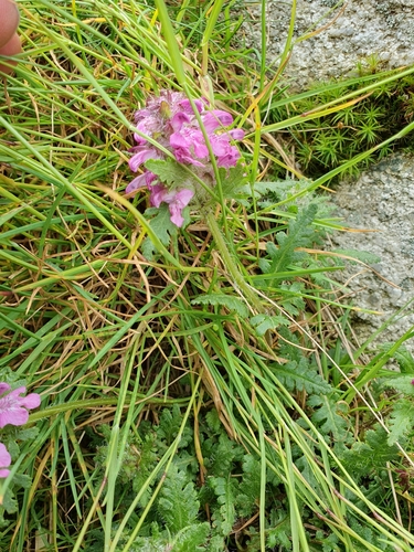 všivec praslenatý (Pedicularis verticillata)