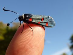 Zygaena lavandulae