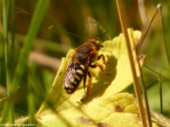 Rhodanthidium septemdentatum