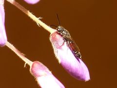 Sapyga quinquepunctata