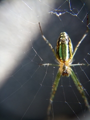 Leucauge blanda