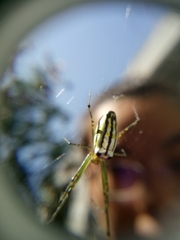 Leucauge blanda