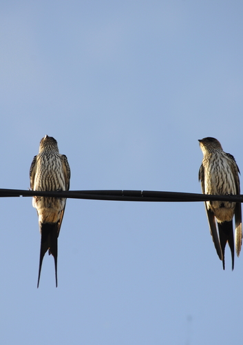 Eastern Red-rumped Swallow