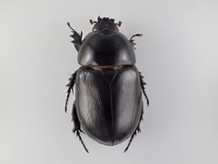 Tomarus bituberculatus