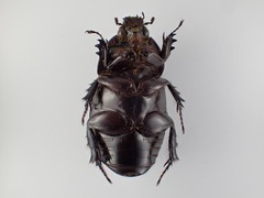 Tomarus bituberculatus