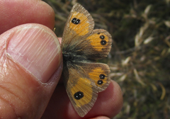 Argyrophenga janitae