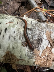 Plethodon cinereus image