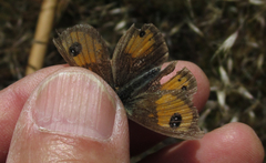 Argyrophenga janitae