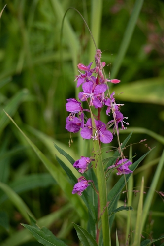 fireweed