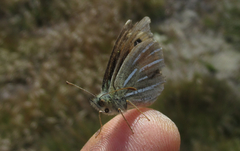 Argyrophenga janitae