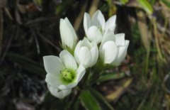 Gentianella impressinervia