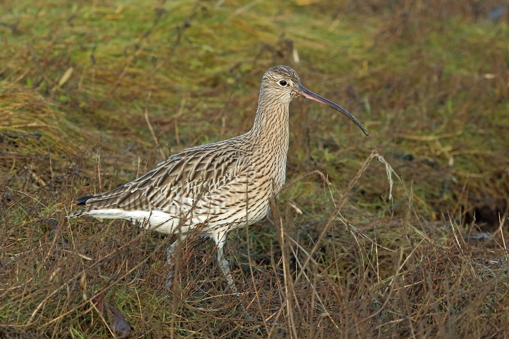 Western Eurasian Curlew