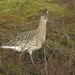 Western Eurasian Curlew - Photo (c) Nigel Voaden, some rights reserved (CC BY)