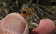 Argyrophenga janitae