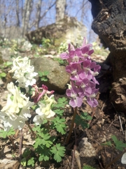 Corydalis caucasica