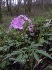 Cardamine quinquefolia
