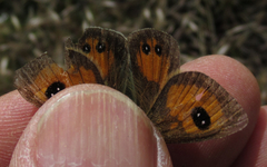 Argyrophenga janitae