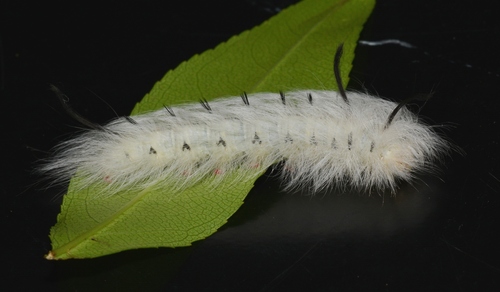 Spotted Apatelodes Moth photo 3