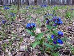 Pulmonaria mollis