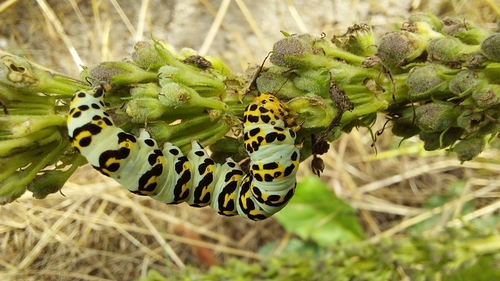 Cucullia lychnitis