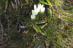 Gentianella impressinervia