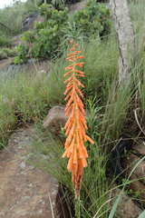 Kniphofia laxiflora