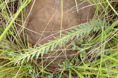 Phyllanthus glaucophyllus