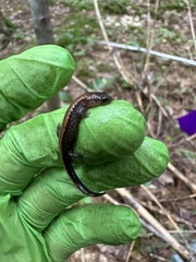Plethodon cinereus image