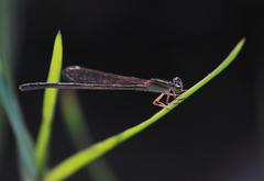Agriocnemis pygmaea