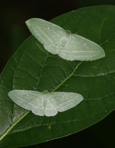 Bad-wing Moth photo 3
