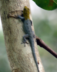 Lygodactylus picturatus