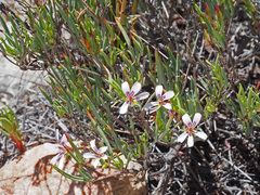 Pelargonium laevigatum