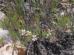 Pelargonium laevigatum