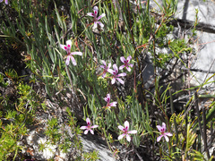 Pelargonium laevigatum