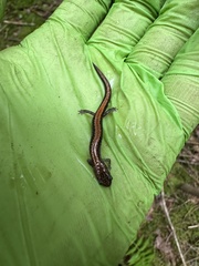 Plethodon cinereus image