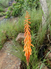 Kniphofia laxiflora