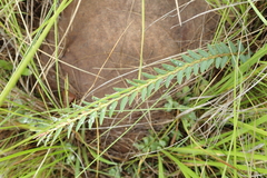 Phyllanthus glaucophyllus