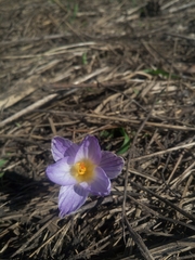 Crocus reticulatus