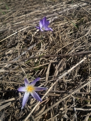 Crocus reticulatus
